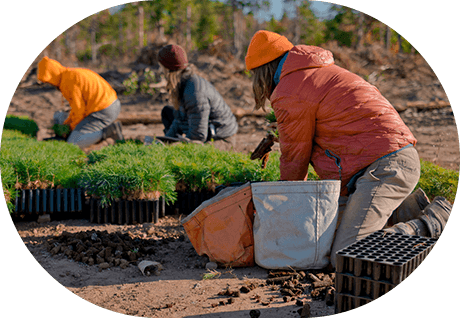 People planting trees through with the one tree planted organization.